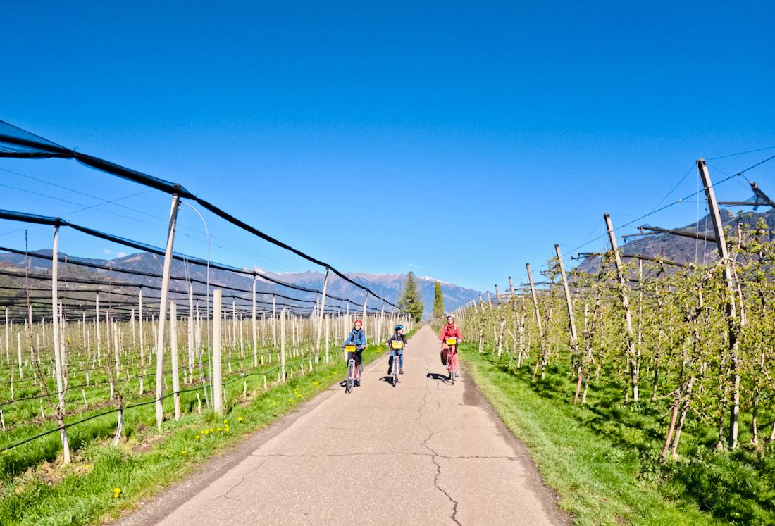 Fravely zwischen den Apfelbäumen zwischen Meran und Bozen