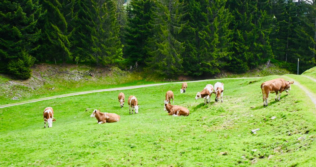 Kühe auf der Alm in Saalbach