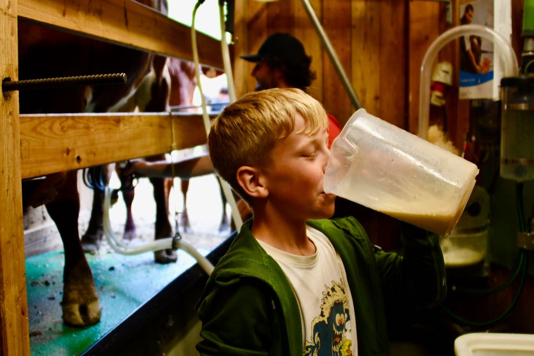 Ben kostet frisch gemolkene Milch