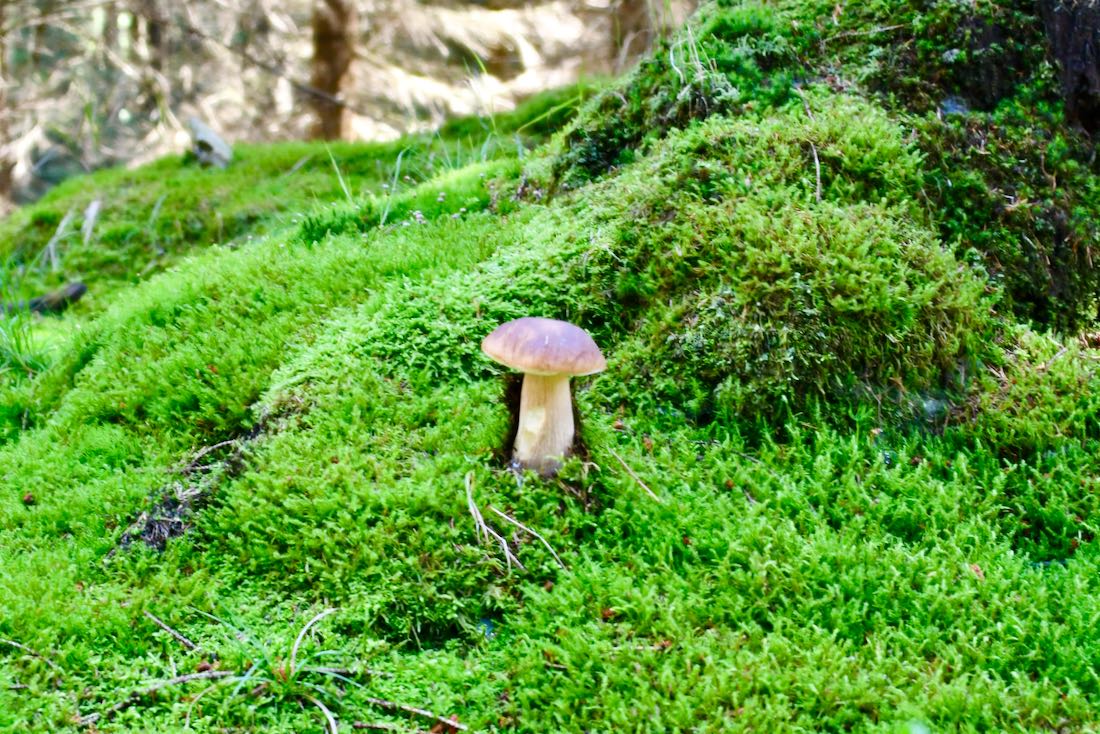 Ein Steinpilz auf den Trails