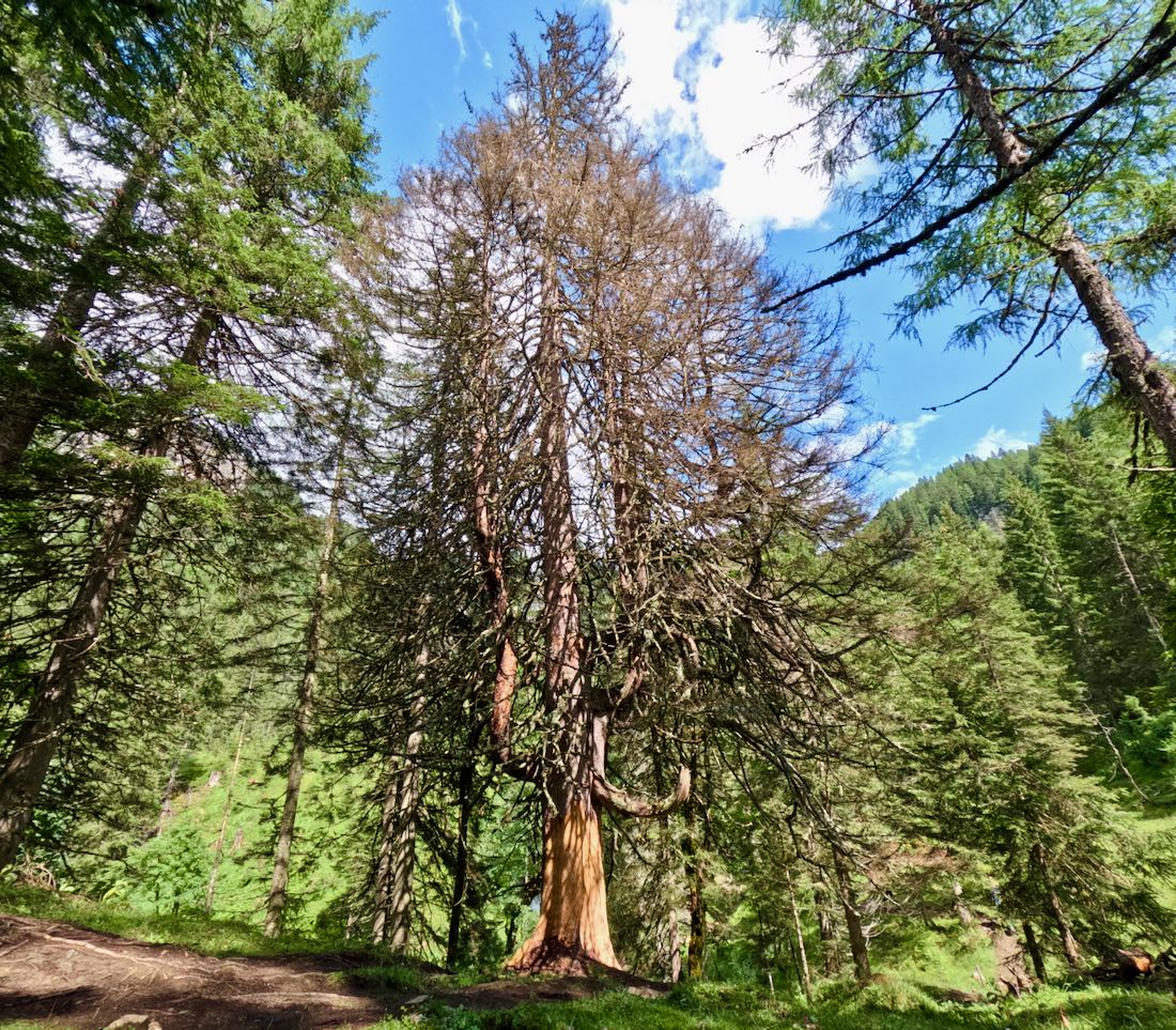 Ein abgesorbener Baum am Johanneswasserfal