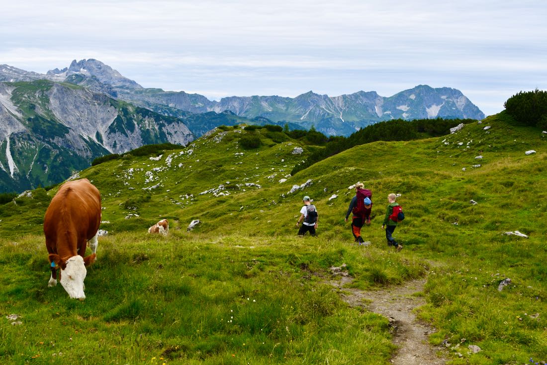 Wir wandern an einer Kuh auf der Alm vorbei