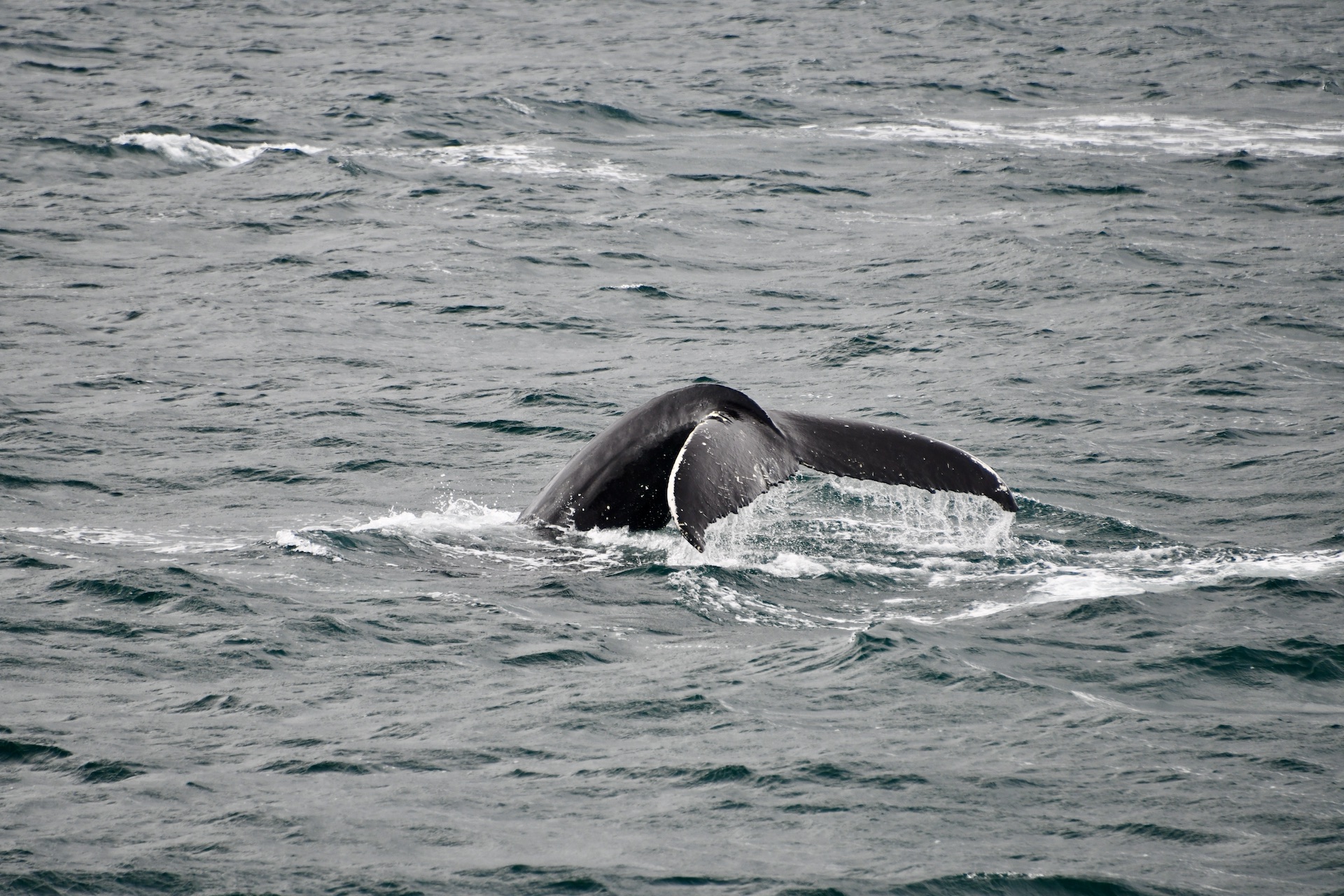 Elding Whale Watching Tour - Fravely