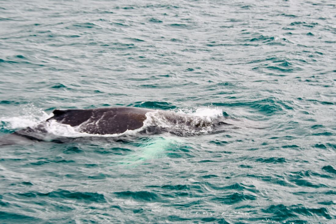 Der Buckelwal bei Elding Whale Watching ganz nah