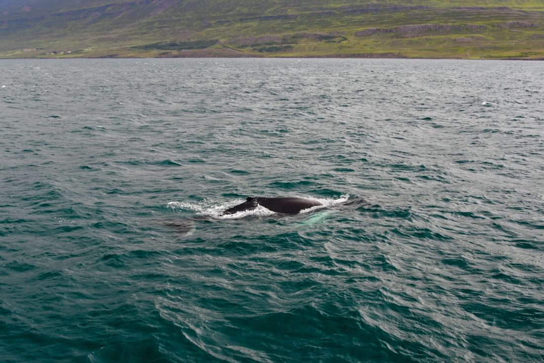 Der Wal bei Elding Whale Watching in Island