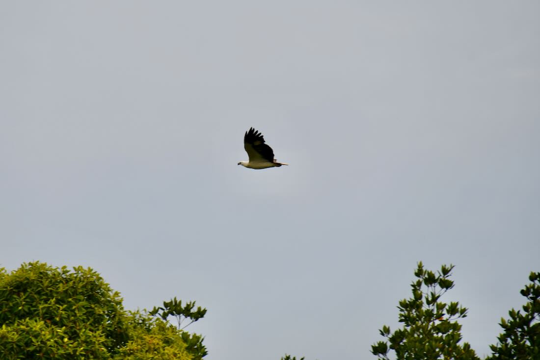 Ein Seeadler auf Langkawi