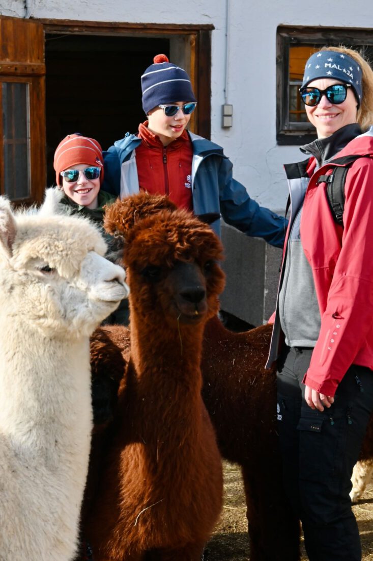 Fravely mit den Alpakas