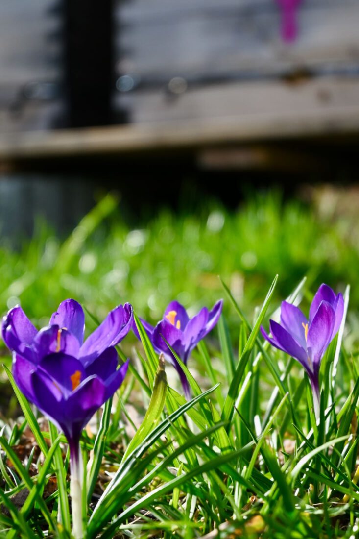 Frühling in Lenggries
