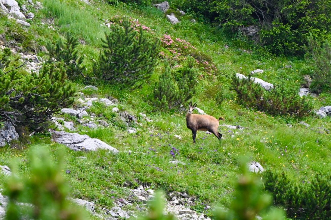 Eine Gams im Rofangebirge im Alpbachtal