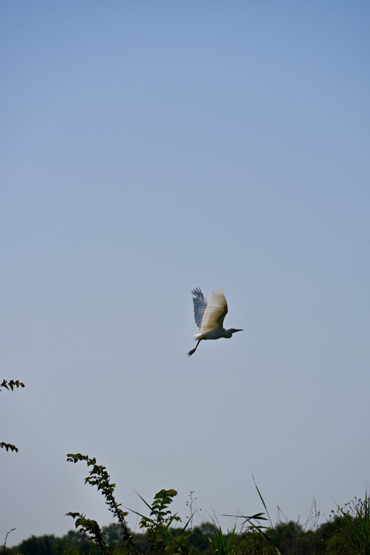 En Vogel in Valgrande in Bibione