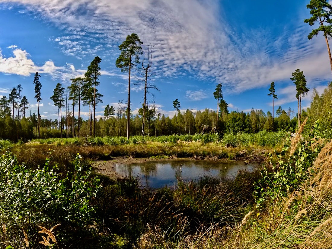 Das Moor im Pöllwitzer Wald