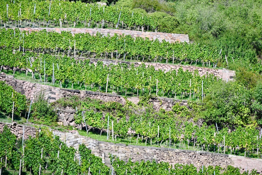 Weinberg am Schloss Wackerbarth