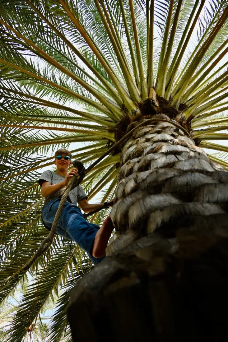Flo auf einer Palme in Al Hamra