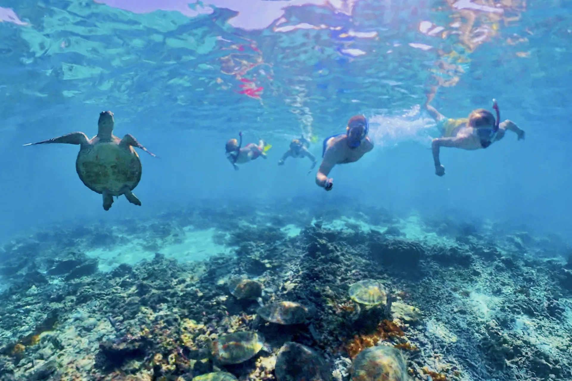 Fravely an Daymaniyat-Inseln mit Schildkröten im Wasser