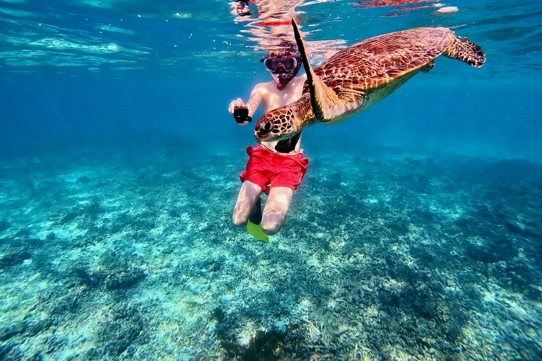 Schildkröte am Daymaniyat Beach im Oman