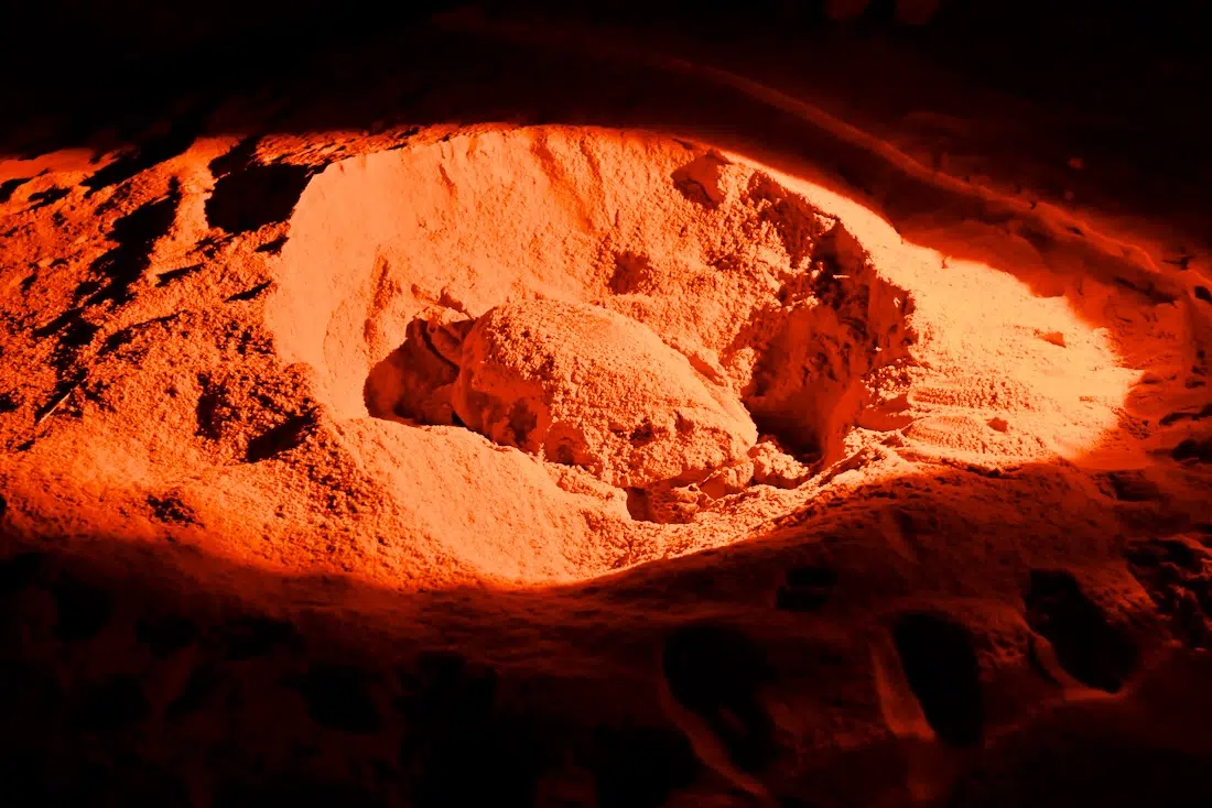 Schildkröte bei der Eiablage am Ras Al Jinz Turtle Reserve