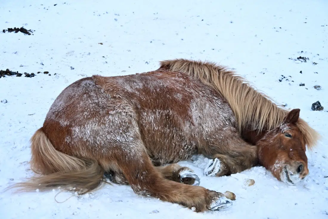 Ein Island Pferd im Schnee