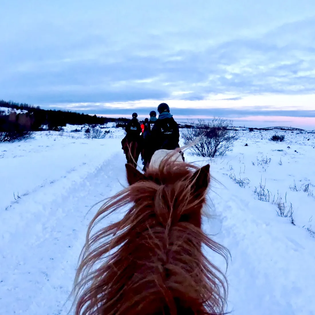 Fravely auf Islandpferden mit Ishestar