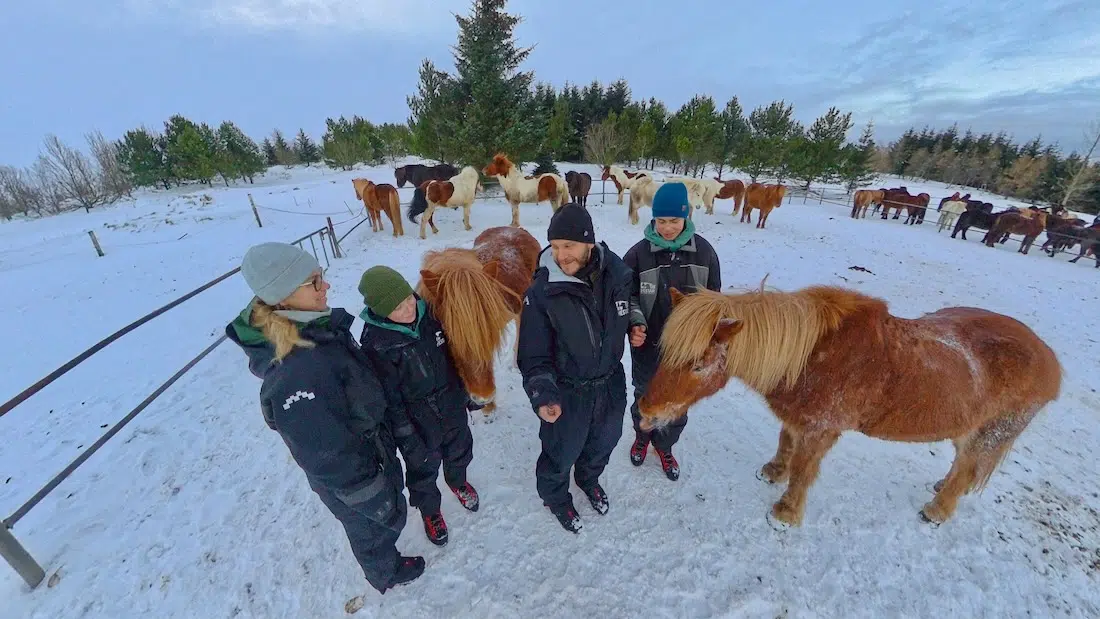 Fravely und die Islandpferde