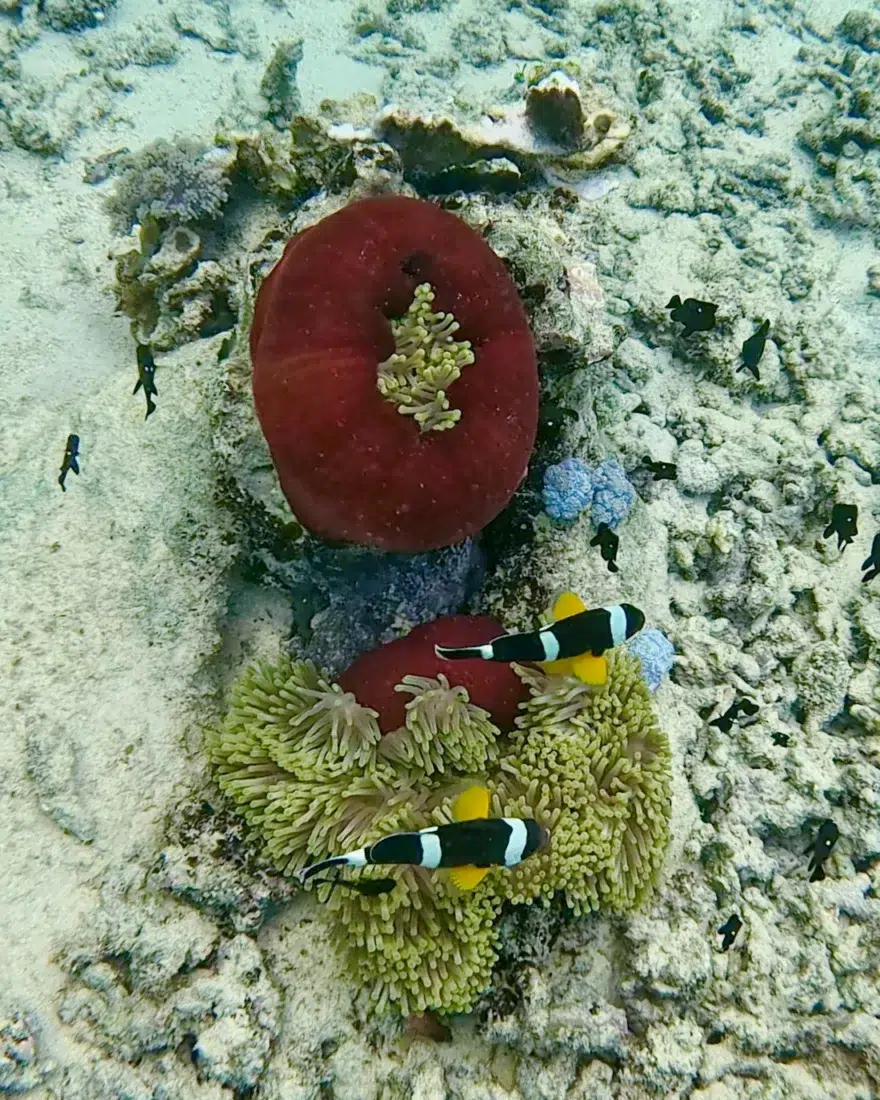 Anemone und Clownfische am C Mourouk