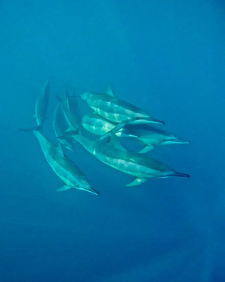 Delfine auf Mauritius