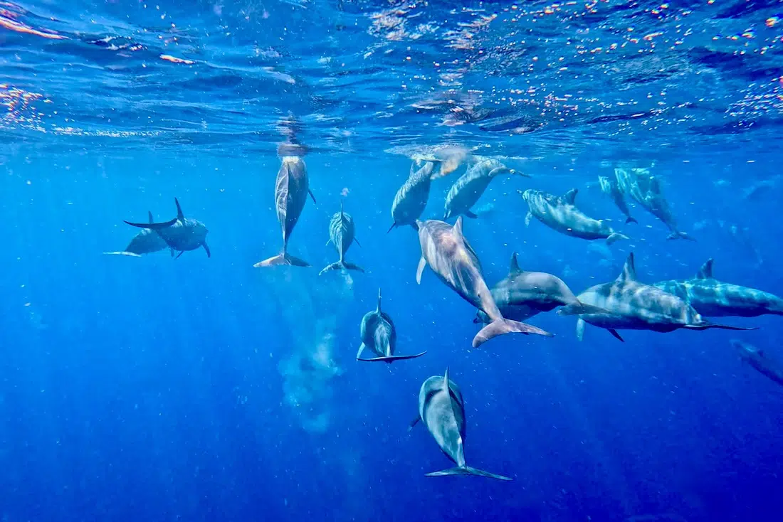 Delfine schwimmen im Meer vor Mauritius