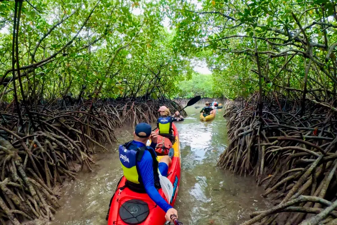 Fravely in den Mangroven der Iles D’Ambres
