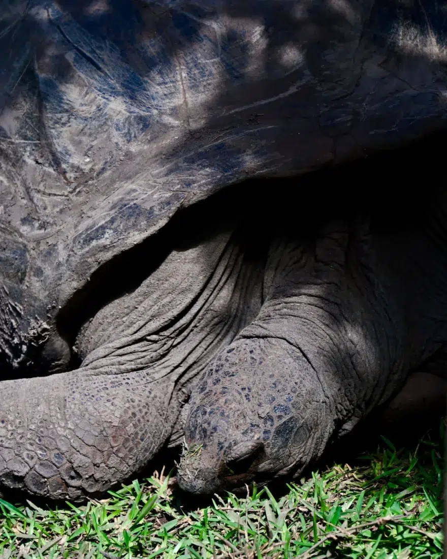 Schildkröte im Chamarel La Terre des Couleurs