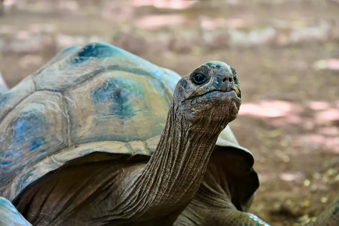 Schildkröte im Francois Legua Reservat auf Rodrigues