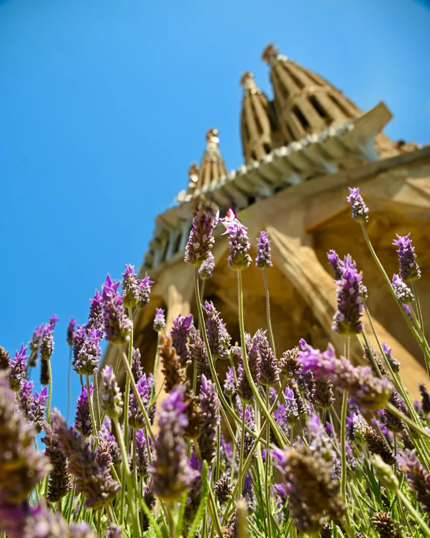 Die Sagrada Familia hinter den Blumen