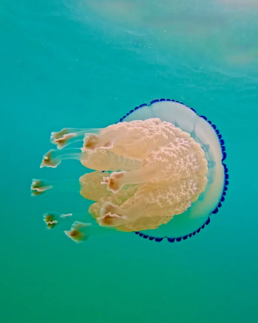 Eine Qualle an der Costa Daurada