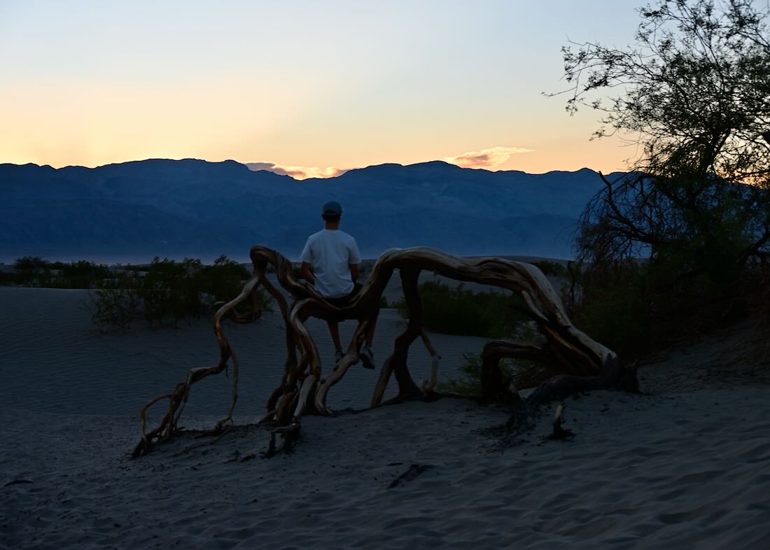 Flo sitzt auf totem Baum in Mesquite Flat Sand Dunes bei Sonnenuntergang