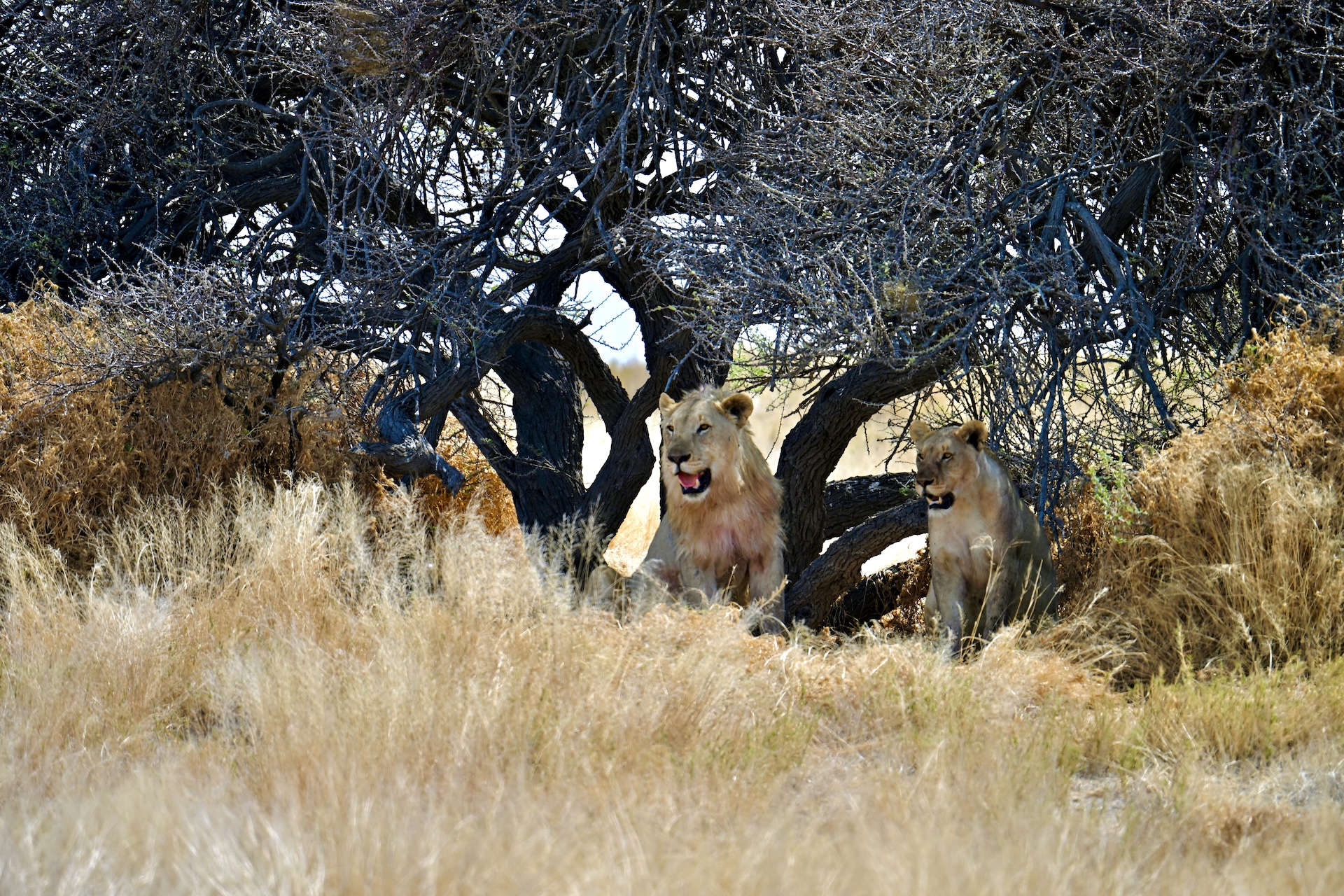 Auf den Spuren des »Der König der Löwen« – Unsere Safari durch Namibia