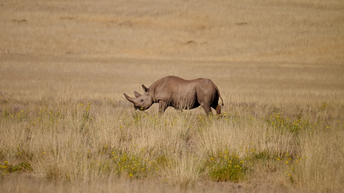 Black Rhino im Damaraland im Desert Rhino Camp von Wilderness