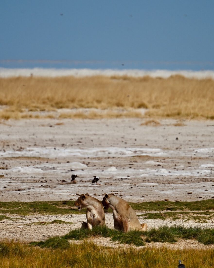 Der König der Löwen im Etosha Nationalpark