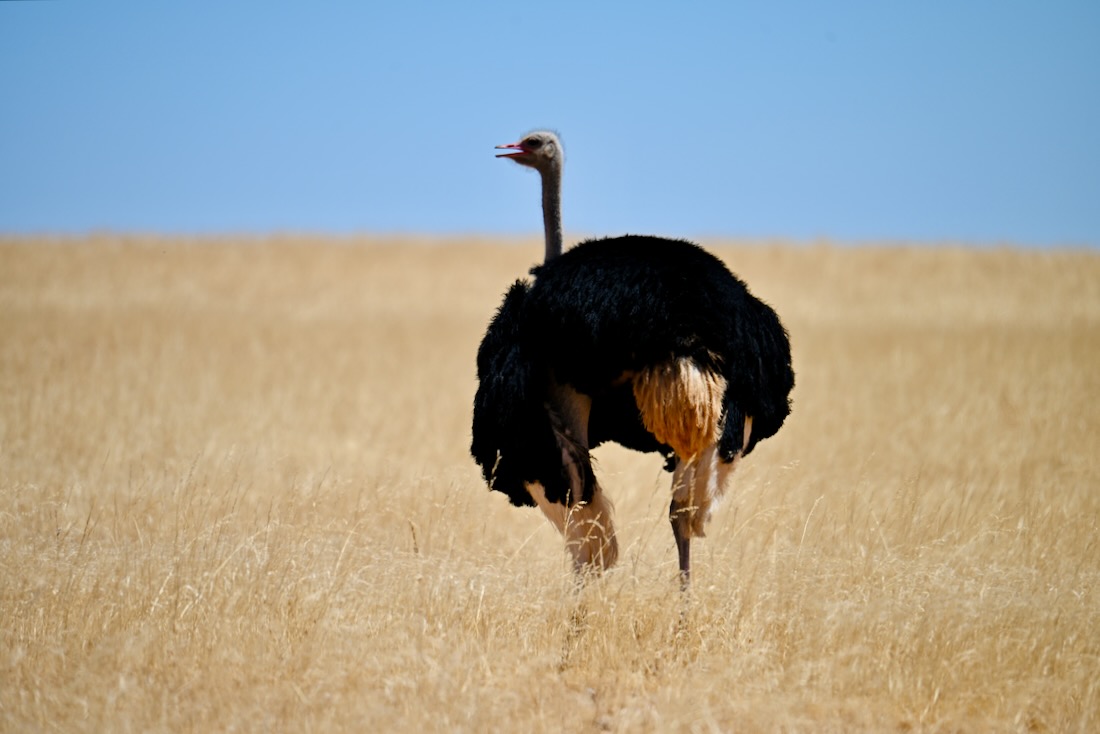 Ein Strauss in Namibia