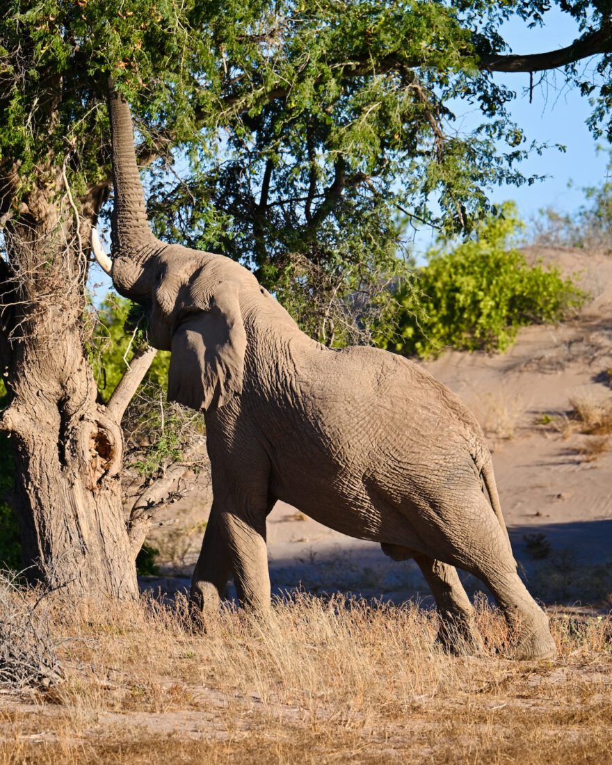 Elefant frisst im Damaraland