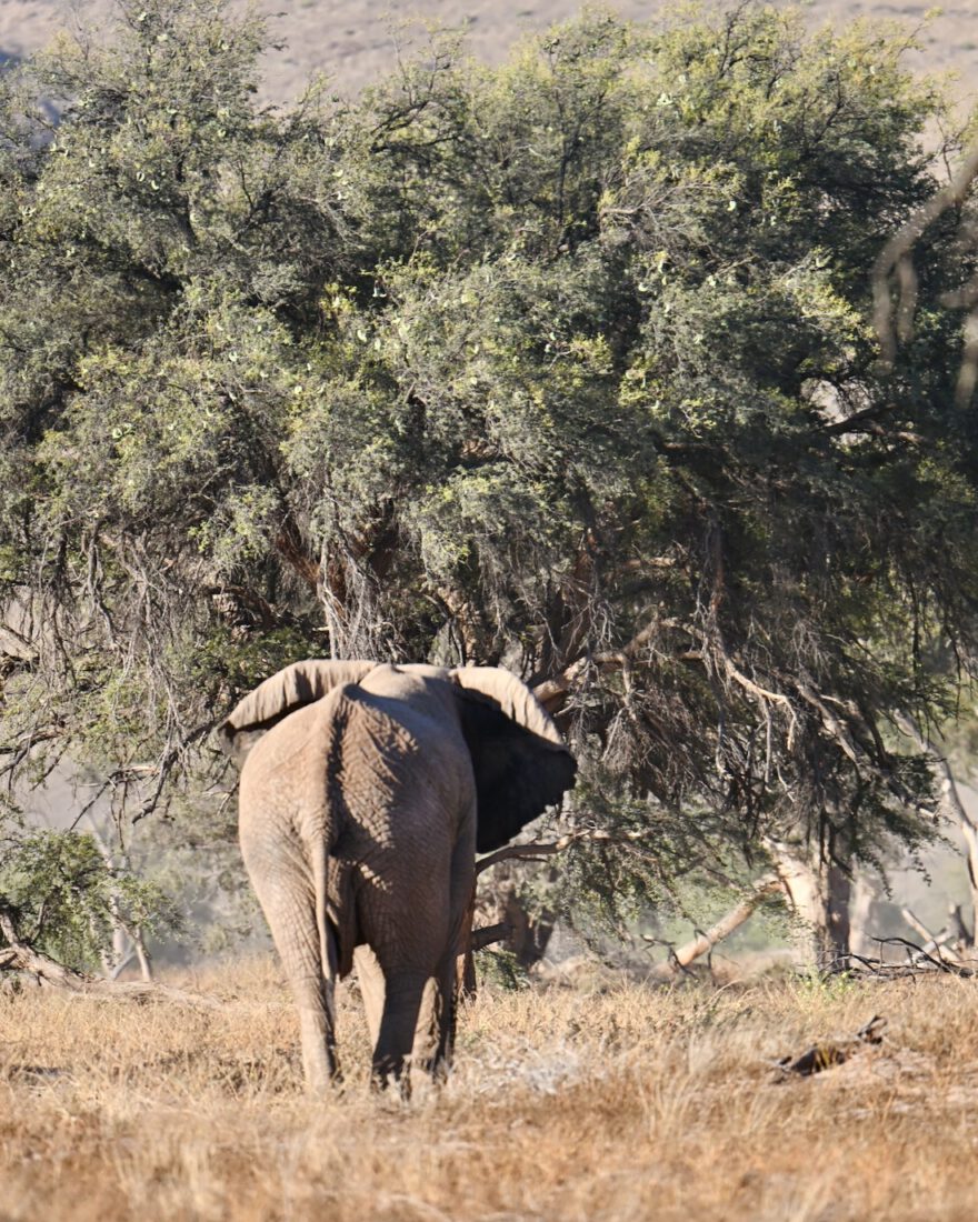 Elefant im Damaraland