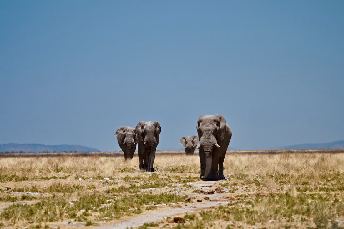 Elefanten im Etosha Nationalpark in Namibia
