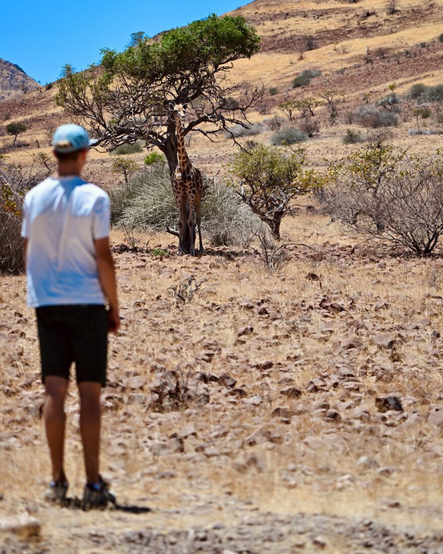Giraffe am Straßenrand in Namibia