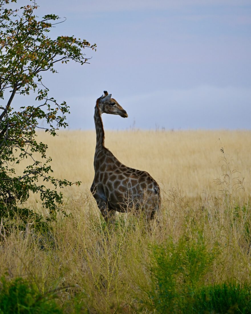 Giraffe im Damaraland in Namibia