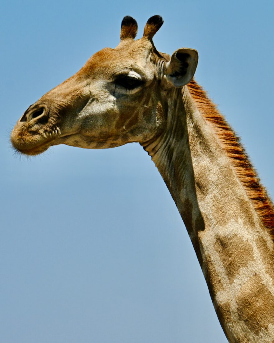 Giraffe in Namibia
