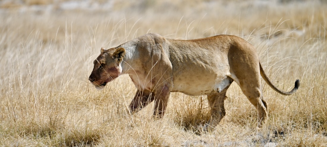 Löwe in Namibia