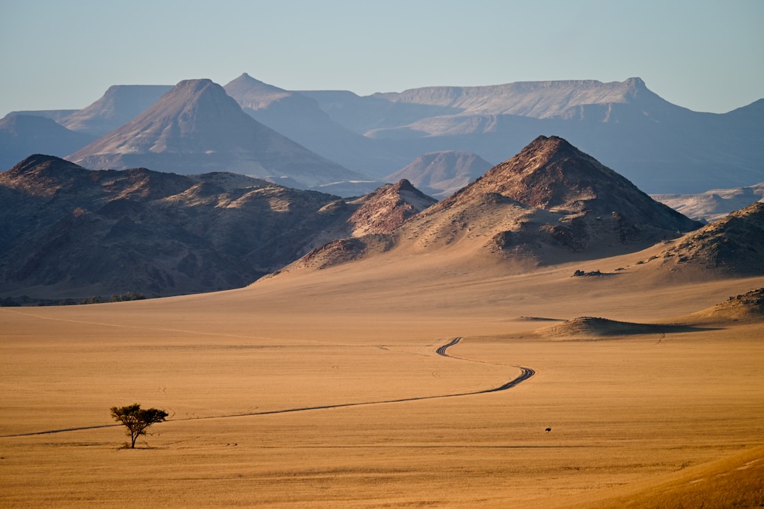 Strauss im Damaraland in Namibia
