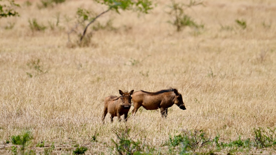 Warzenschweine in Namibia