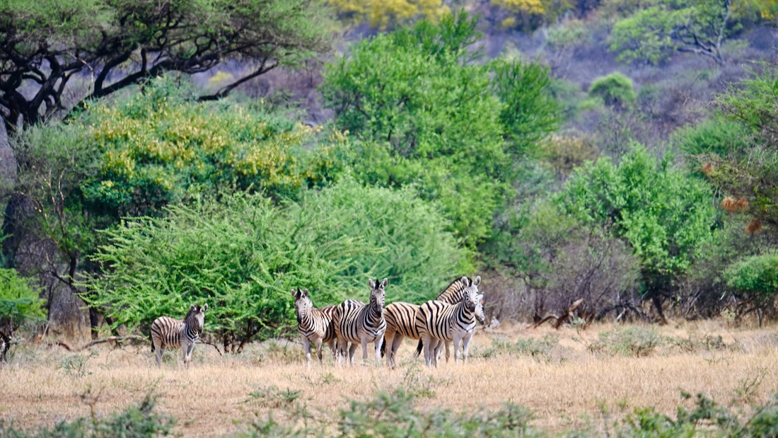 Zebras im Ghaub Nature Reserve