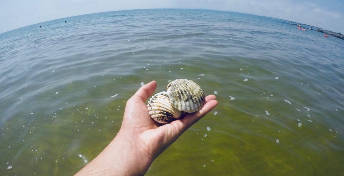 Große Muscheln in Südfrankreich