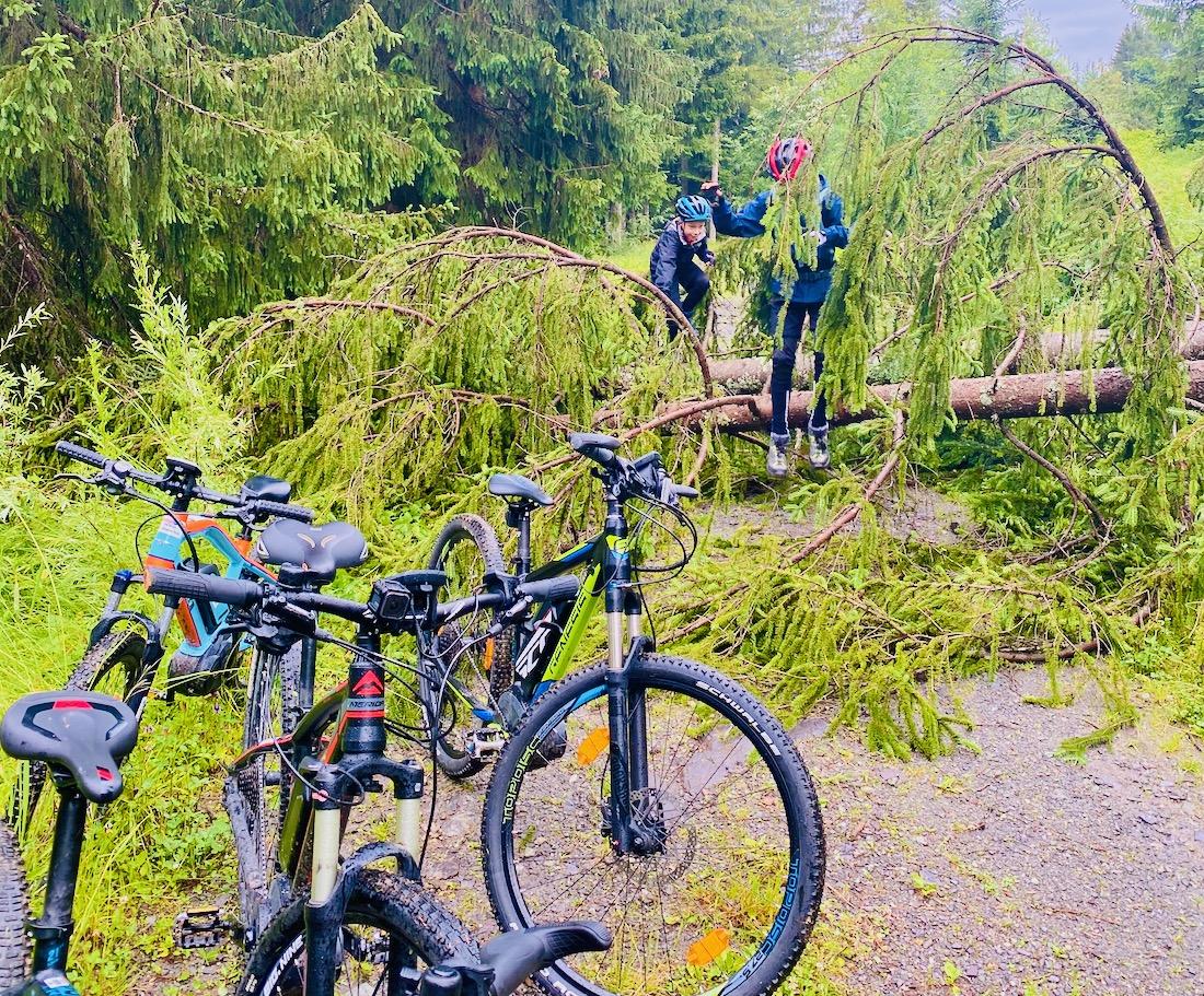 Über umgestürzte Bäume