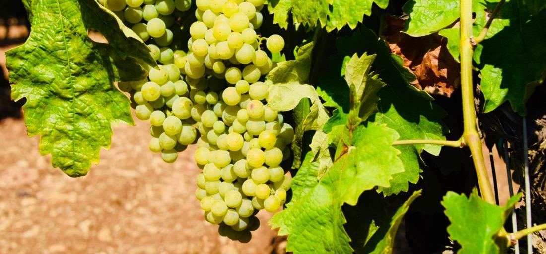 Weingut Domaine de la Giscle